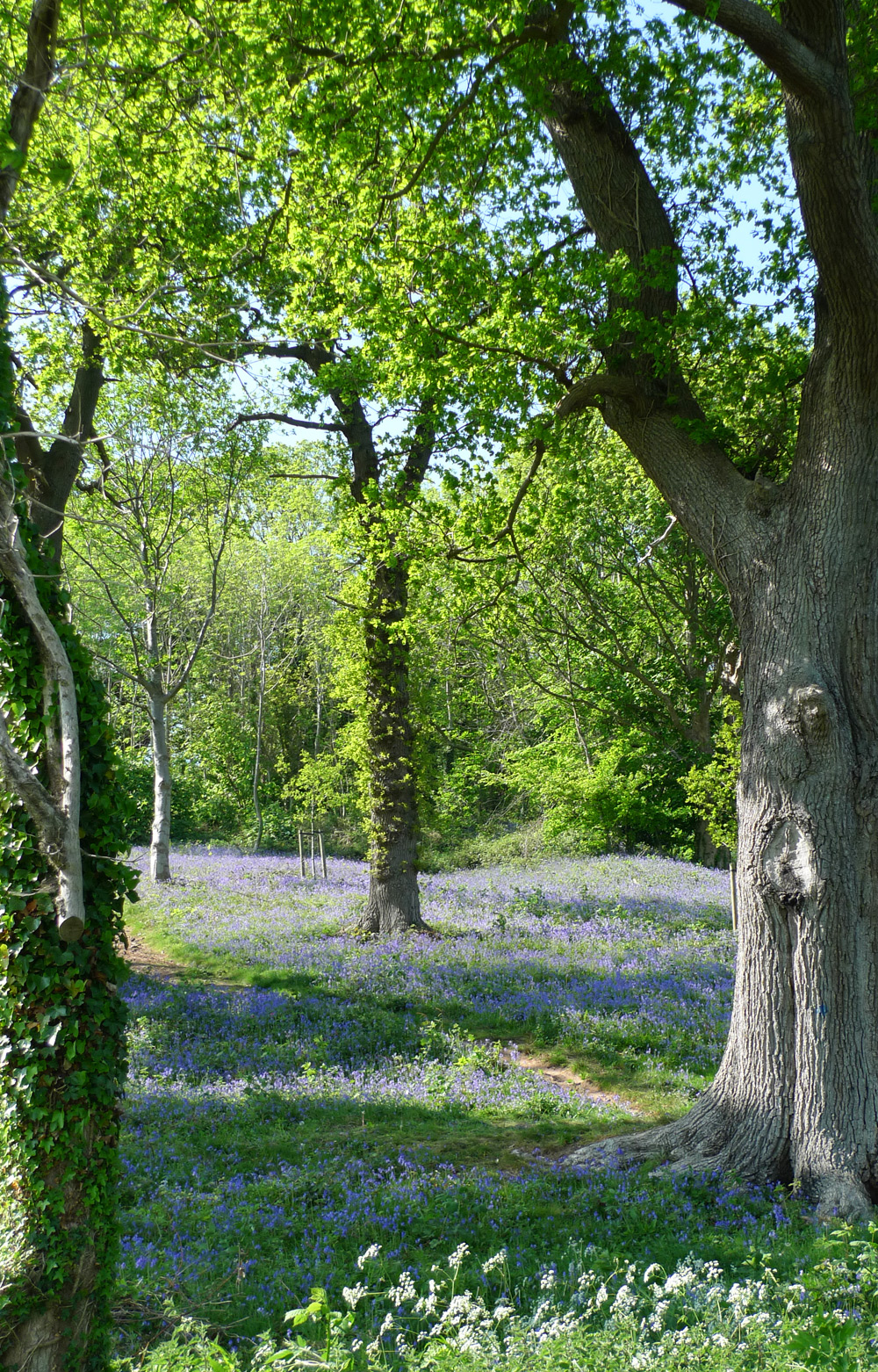 Landscapes - Bluebells at Leigh Woods, Bristol