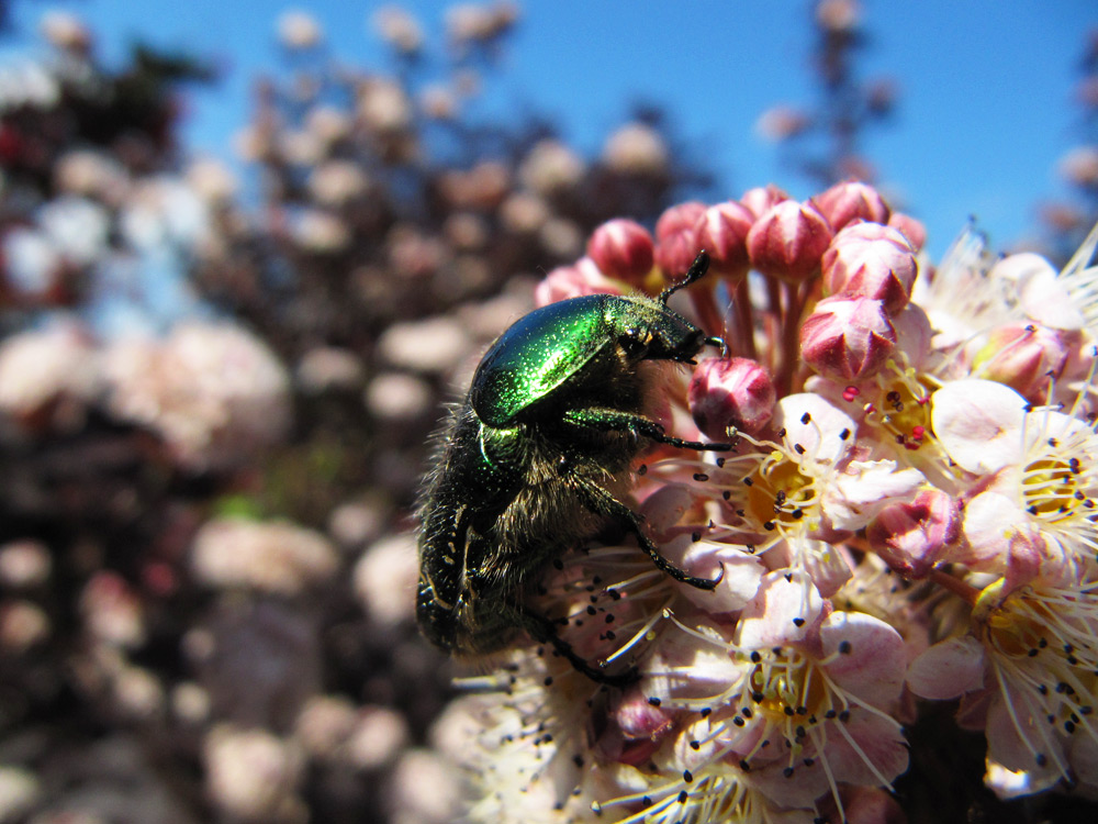 Insects - Rose Chafer
