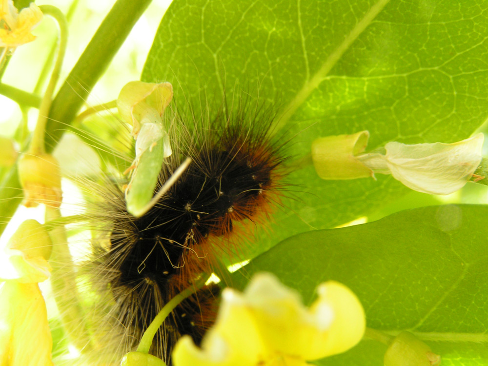 Insects - Garden Tiger Moth Caterpillar, Woolly Bear