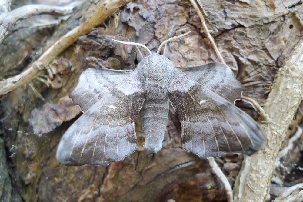 Insects - Poplar Hawk Moth