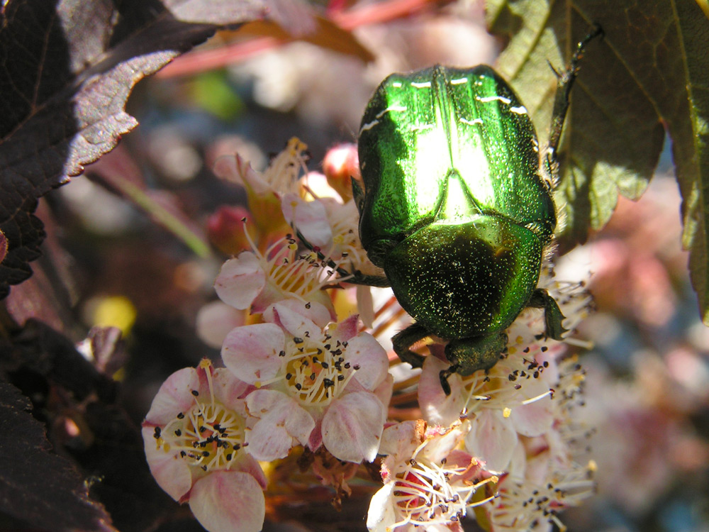 Insects - Rose Chafer