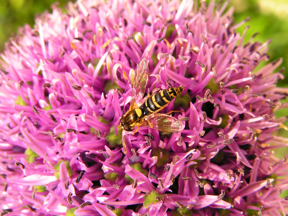 Insects - Hoverfly & Allium